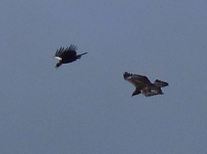 SIE attacking GE - Aquila adalbertiAquila chrysaetos © John Muddeman